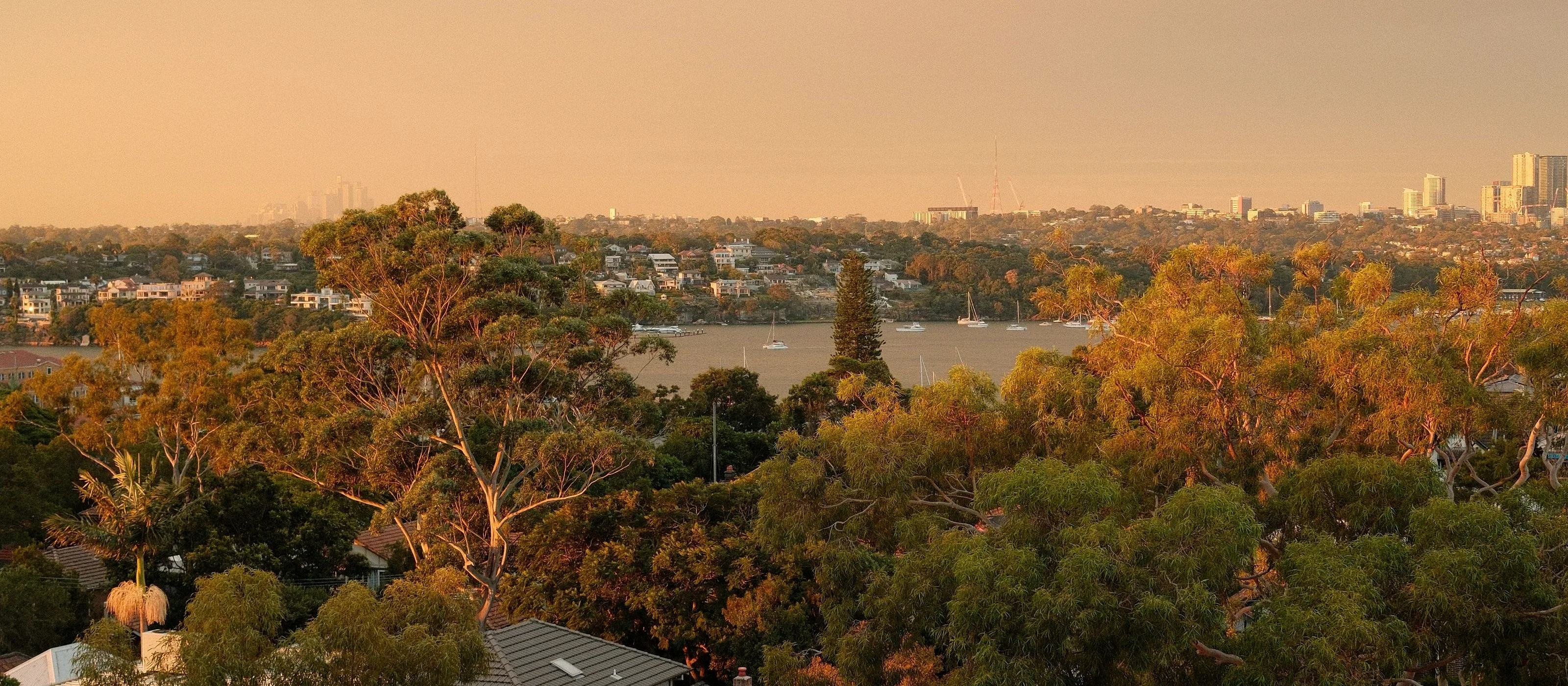 Low-rise suburban rooftops and a large gum tree at dusk