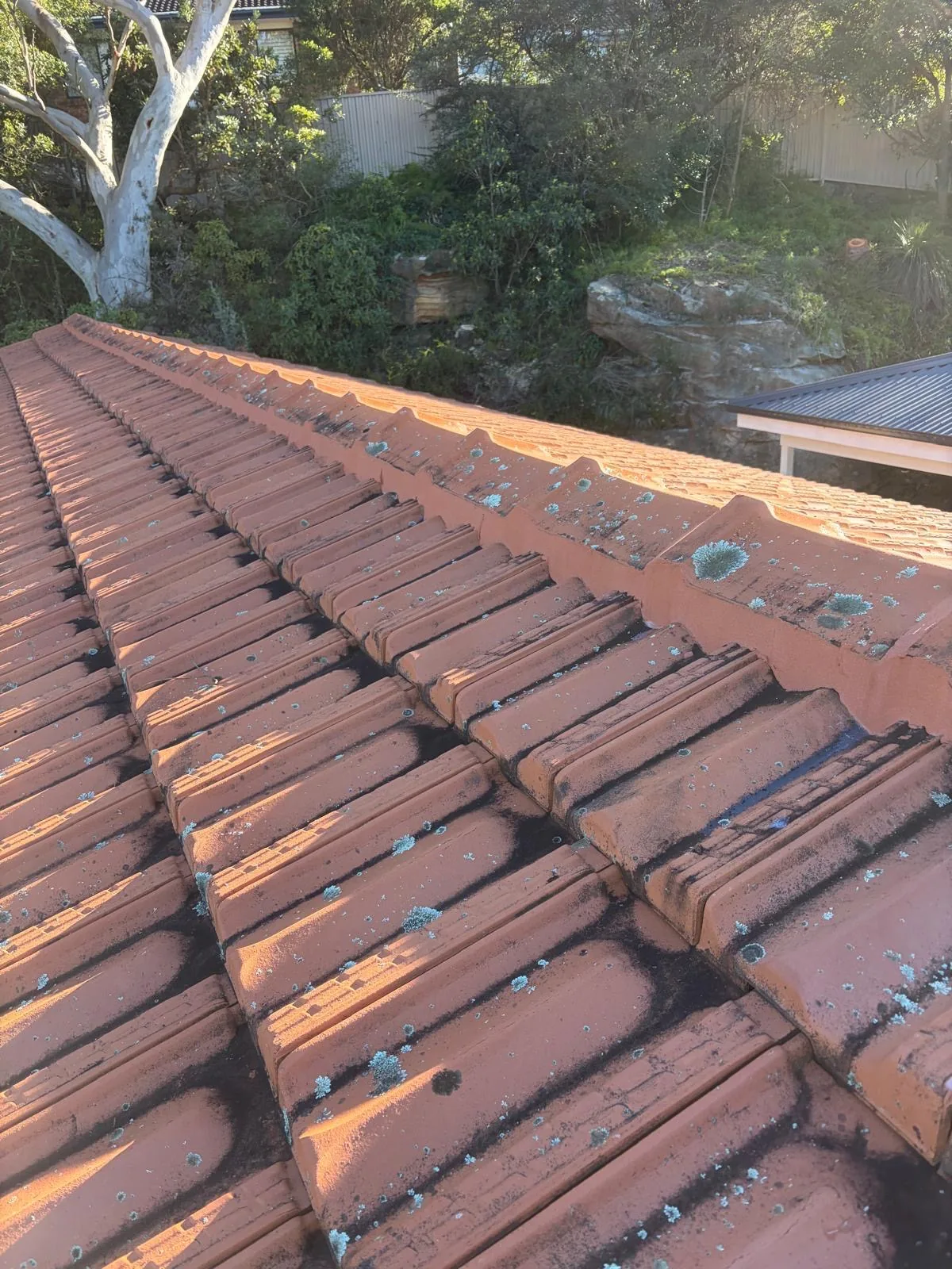 Terracotta tile roof after re-bedding and re-pointing